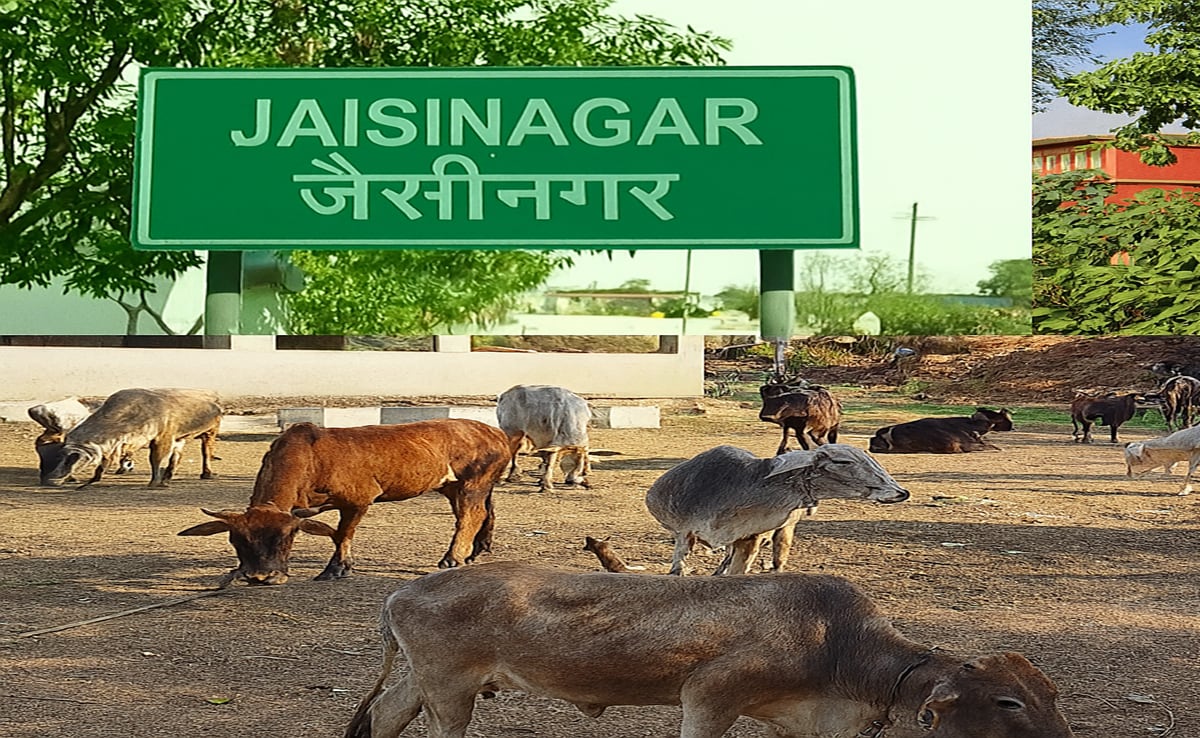 MP के सागर में बनेंगी अत्याधुनिक गौशालाएं;  442 एकड़ भूमि आवंटित, ग्रामीणों को रोजगार