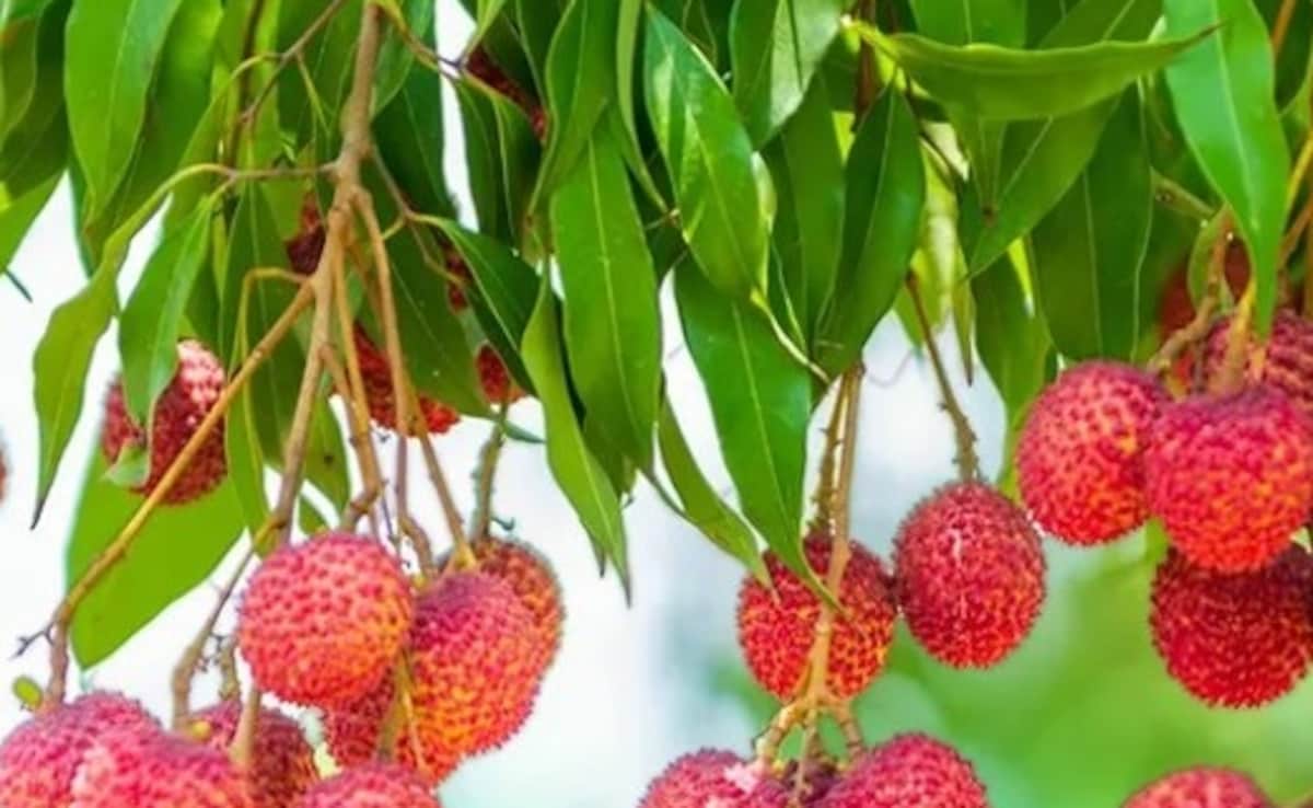 मीठी लीची में छिपे हैं सेहत के कई राज, गर्मियों में जरूर खाएं