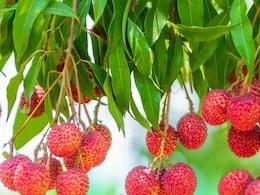 मीठी लीची में छिपे हैं सेहत के कई राज, गर्मियों में जरूर खाएं