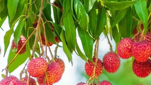 मीठी लीची में छिपे हैं सेहत के कई राज, गर्मियों में जरूर खाएं