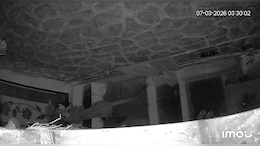 Video: Leopard Sparks Panic In Mumbai, Scales School Wall And Attacks Dog