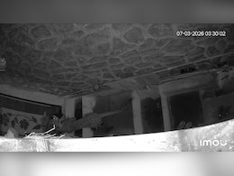 Video: Leopard Sparks Panic In Mumbai, Scales School Wall And Attacks Dog