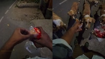 Delivery Rider Feeds Stray Dogs After Customer's Request, Internet Reacts