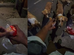 Delivery Rider Feeds Stray Dogs After Customer's Request, Internet Reacts
