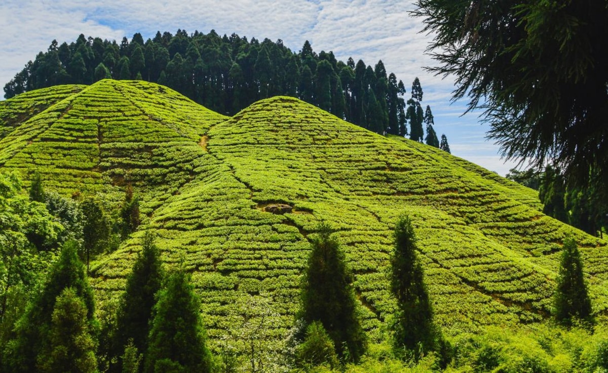 Latest and Breaking News on NDTV