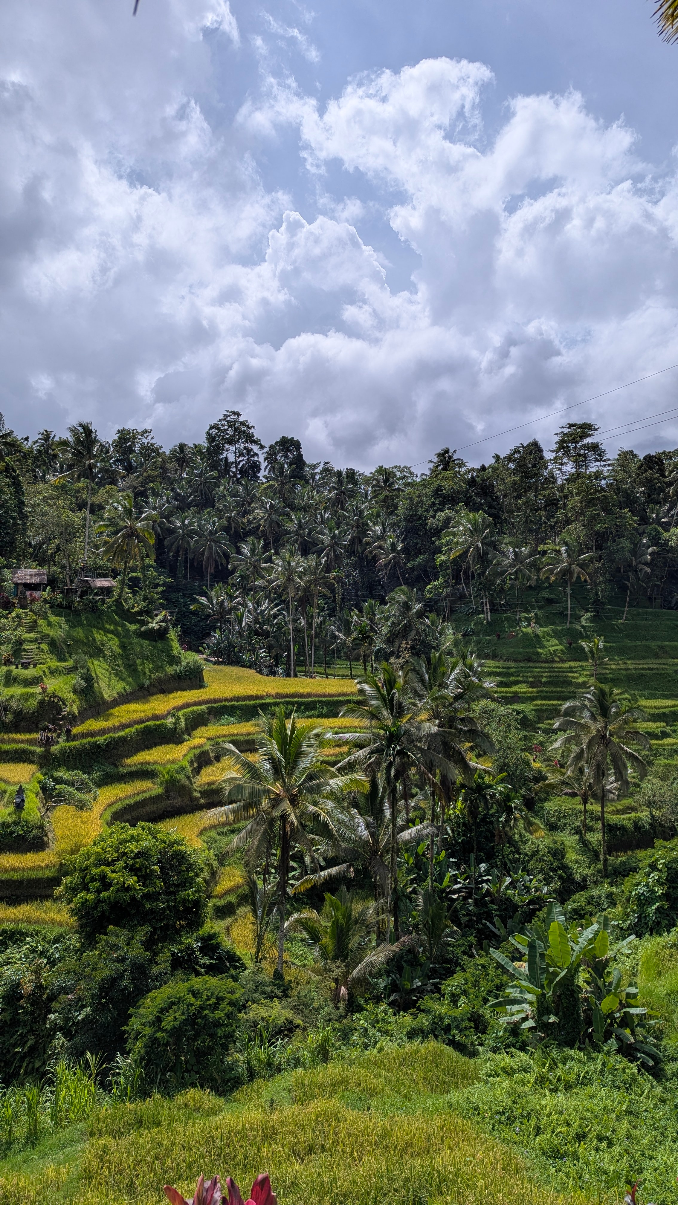The rice fields of Ubud. Photo: Author