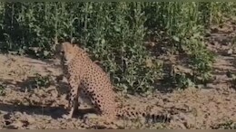 कूनों नेशनल पार्क के चीता को रास आ रहा राजस्&zwj;थान का जंगल, चीता&nbsp;Kp-2 बारां रेंज में पहुंचा