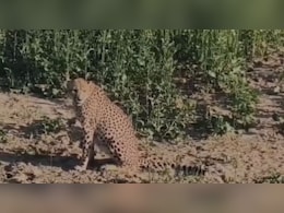 कूनों नेशनल पार्क के चीता को रास आ रहा राजस्&zwj;थान का जंगल, चीता&nbsp;Kp-2 बारां रेंज में पहुंचा
