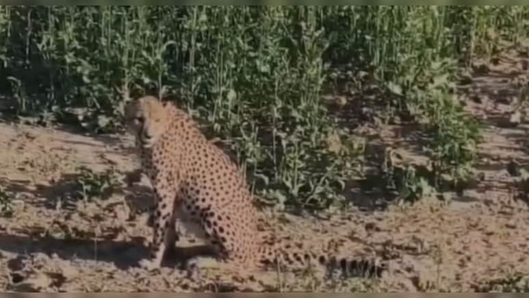 कूनों नेशनल पार्क के चीता को रास आ रहा राजस्&zwj;थान का जंगल, चीता&nbsp;Kp-2 बारां रेंज में पहुंचा