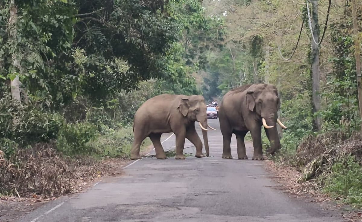 पश्चिम बंगाल: जलपाईगुड़ी में हाथियों का हाईवे पर कब्जा, एक घंटे तक ट्रैफिक पूरी तरह ठप