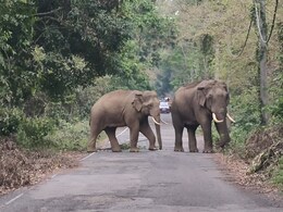 पश्चिम बंगाल: जलपाईगुड़ी में हाथियों का हाईवे पर कब्जा, एक घंटे तक ट्रैफिक पूरी तरह ठप