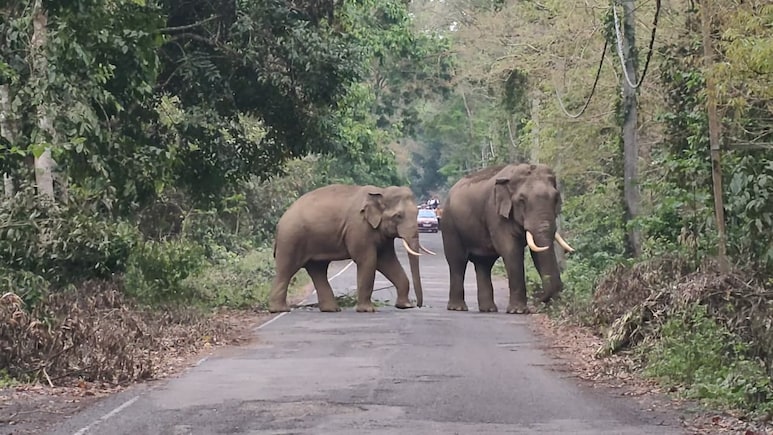 पश्चिम बंगाल: जलपाईगुड़ी में हाथियों का हाईवे पर कब्जा, एक घंटे तक ट्रैफिक पूरी तरह ठप