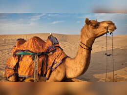 "राजस्&zwj;थान में ऊंटों की संख्या आधी रह गई", हाईकोर्ट बोला- सरकार का ध्यान ही नहीं