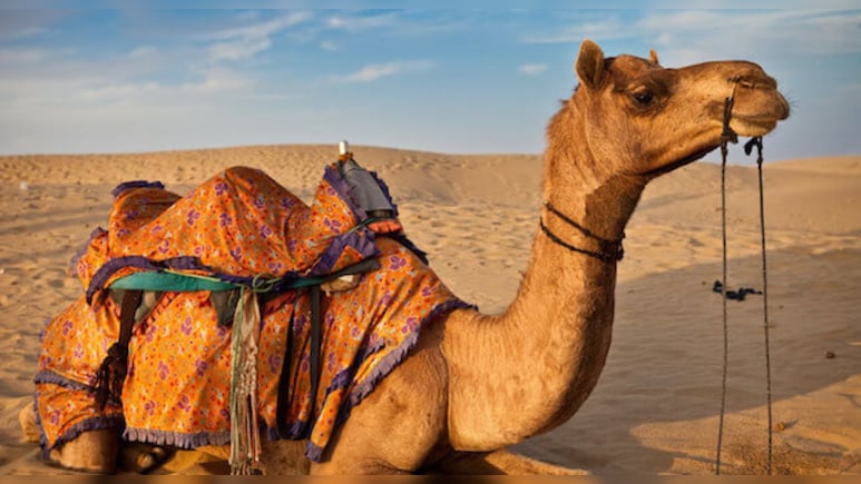 "राजस्&zwj;थान में ऊंटों की संख्या आधी रह गई", हाईकोर्ट बोला- सरकार का ध्यान ही नहीं