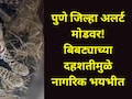 Pune News : पुण्यातील 'या' भागात 2 बिबट्यांचा वावर, एक जेरबंद, दुसरा कुठे फिरतोय? थरकाप उडवणारा व्हिडीओ