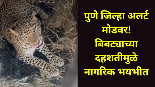 Pune News : पुण्यातील 'या' भागात 2 बिबट्यांचा वावर, एक जेरबंद, दुसरा कुठे फिरतोय? थरकाप उडवणारा व्हिडीओ