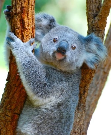 Interesting Facts About Koalas