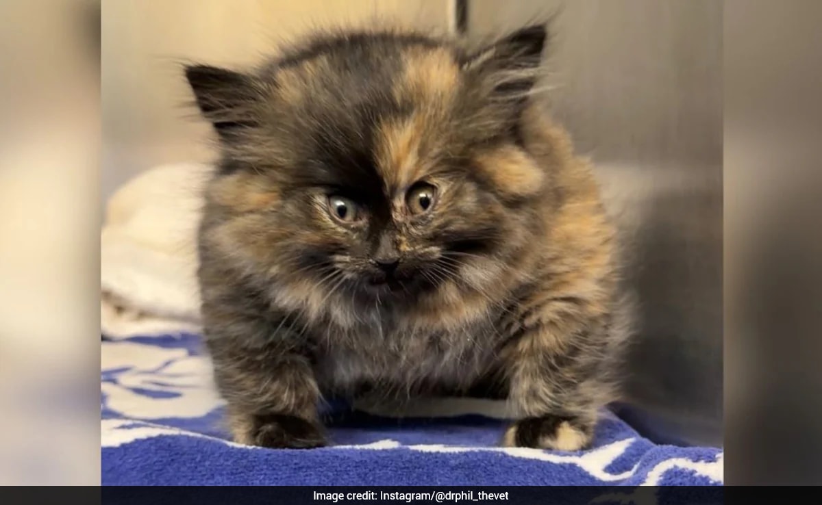 The Art of Baking: From Classic Bread to Artisan Pastries