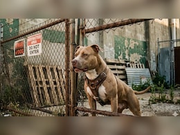 राजस्&zwj;थान में कुत्&zwj;तों के काटने की बढ़ रहीं घटनाएं, सबसे अध&zwj;िक जयपुर में हुई घटनाएं&nbsp;