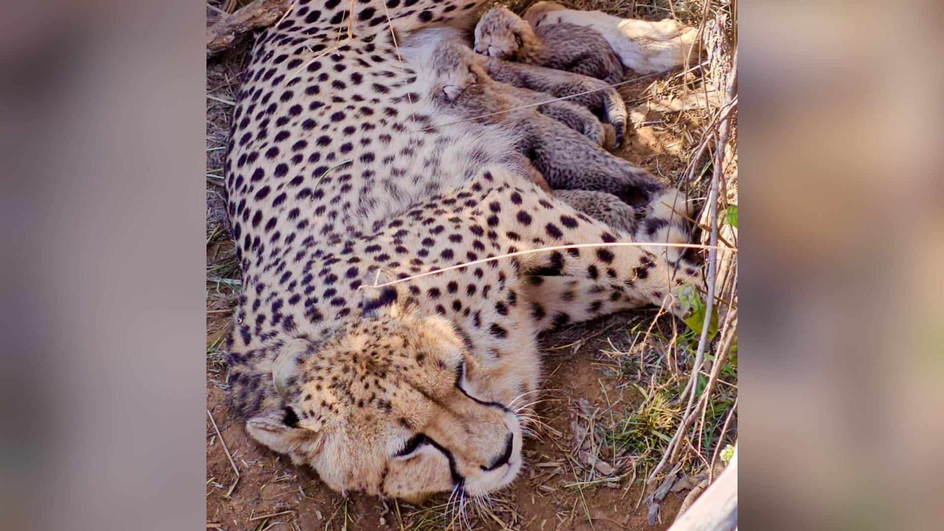 Cheetah Count Hits 53 After Jwala Gives Birth To 5 Cubs In Madhya Pradesh's Kuno