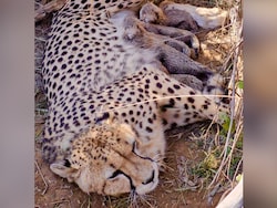 Cheetah Count Hits 53 After Jwala Gives Birth To 5 Cubs In Madhya Pradesh's Kuno