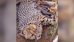 Cheetah Count Hits 53 After Jwala Gives Birth To 5 Cubs In Madhya Pradesh's Kuno