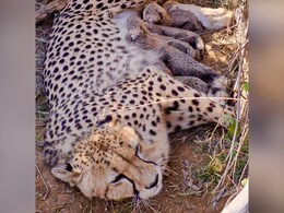 Cheetah Count Hits 53 After Jwala Gives Birth To 5 Cubs In Madhya Pradesh's Kuno