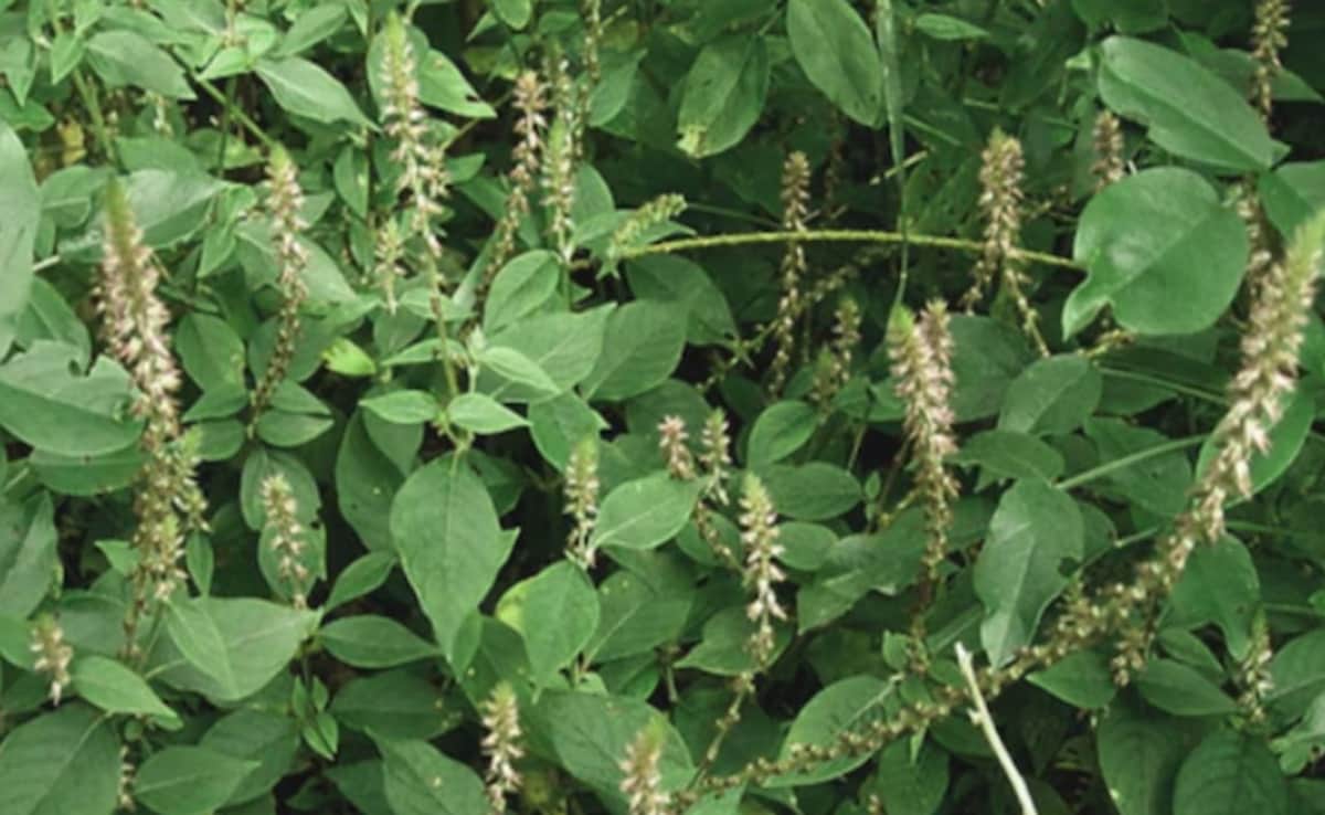 Latest and Breaking News on NDTV Latest and Breaking News on NDTV