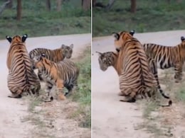 काबिनी जंगल में शावकों की मस्ती, मां के साथ खेलते दिखे नन्हे बाघ, Video देख खुश हो जाएगा दिल