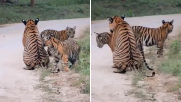 काबिनी जंगल में शावकों की मस्ती, मां के साथ खेलते दिखे नन्हे बाघ, Video देख खुश हो जाएगा दिल