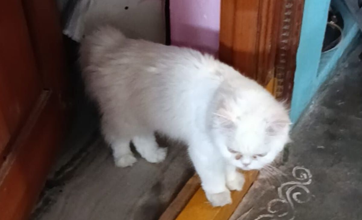 पालतू बिल्ली की मौत का सदमा बर्दाश्त नहीं कर सकी B.Sc छात्रा, जहर खाकर दे दी जान