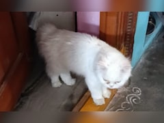 पालतू बिल्ली की मौत का सदमा बर्दाश्त नहीं कर सकी B.Sc छात्रा, जहर खाकर दे दी जान