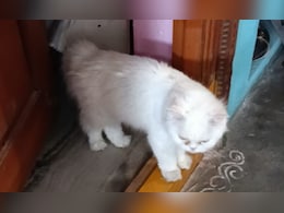 पालतू बिल्ली की मौत का सदमा बर्दाश्त नहीं कर सकी B.Sc छात्रा, जहर खाकर दे दी जान