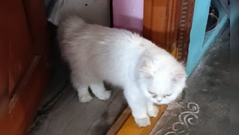 पालतू बिल्ली की मौत का सदमा बर्दाश्त नहीं कर सकी B.Sc छात्रा, जहर खाकर दे दी जान