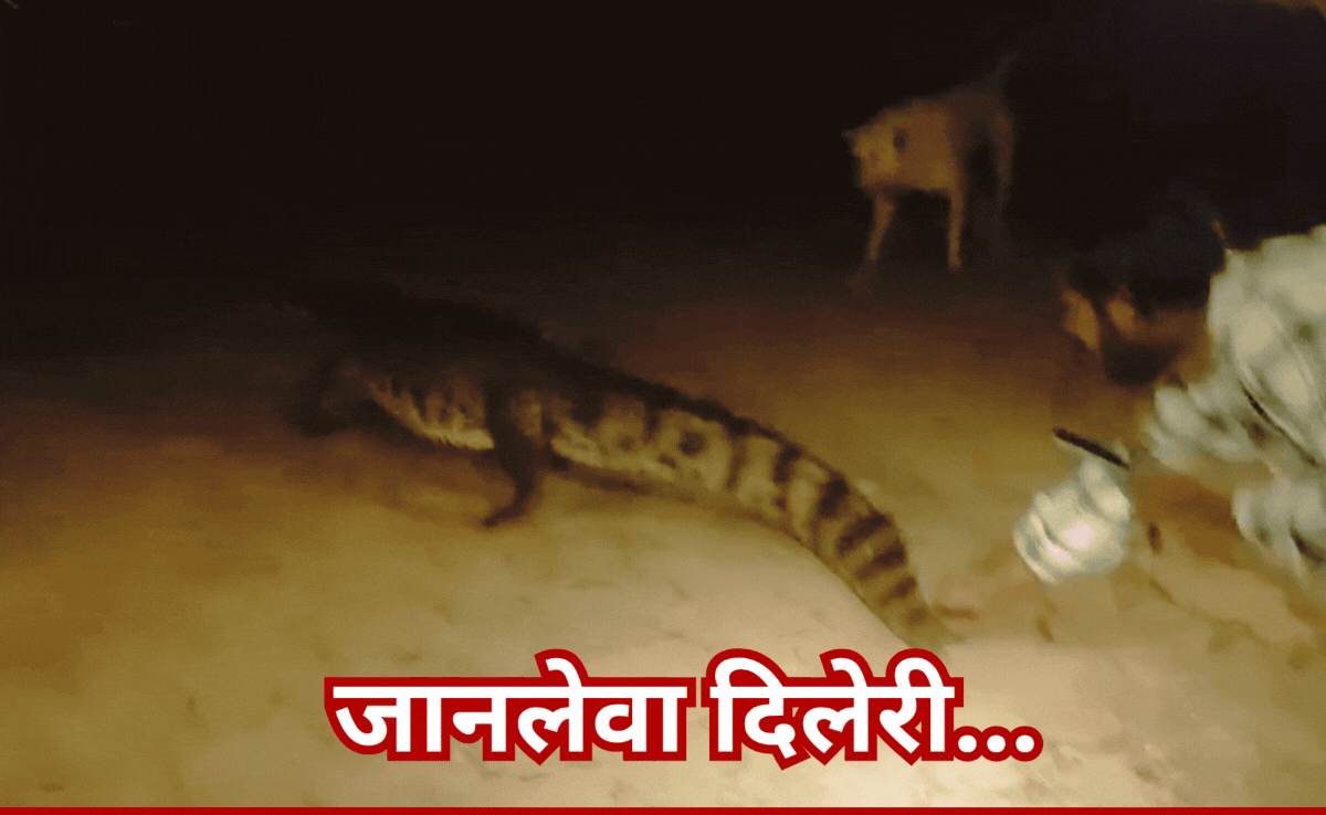 VIDEO: मगरमच्छ को बनाया खिलौना, पूंछ पकड़कर वीडियो बनाने लगे युवा, वायरल हो रही हैरतअंगेज REEL