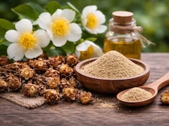 Naagkesar Ke Fayde : छोटी सी खुशबूदार जड़ी-बूटी, सेहत के लिए मानी जाती है बेहद फायदेमंद