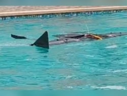 India's Rare SEAL Drone 'Avataar' Gets Feet Wet, Takes To Skies