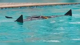 India's Rare SEAL Drone 'Avataar' Gets Feet Wet, Takes To Skies