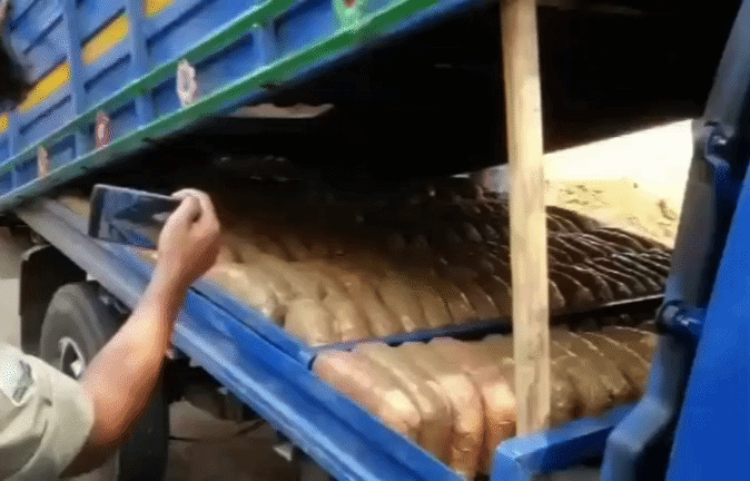 VIDEO: 'पुष्पा' स्टाइल में तस्करी! पिकअप में खुफिया चैंबर बनाकर छिपाया गांजा, 187 पैकेट जब्त