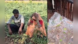एमपी में आसमान से बरसी आफत! किसानों को करोड़ों का नुकसान, मौसम विभाग ने जारी की चेतावनी