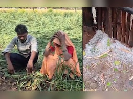 एमपी में आसमान से बरसी आफत! किसानों को करोड़ों का नुकसान, मौसम विभाग ने जारी की चेतावनी