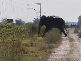 सुबह-सुबह नींद से उठे तो घर तहस-नहस! भागते हुए मोंटू को हाथी ने कुचल डाला, पूरे इलाके में दहशत