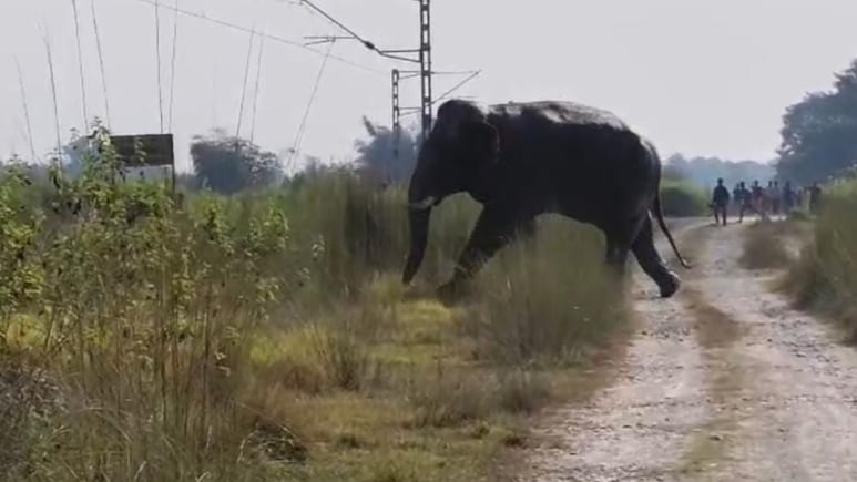सुबह-सुबह नींद से उठे तो घर तहस-नहस! भागते हुए मोंटू को हाथी ने कुचल डाला, पूरे इलाके में दहशत