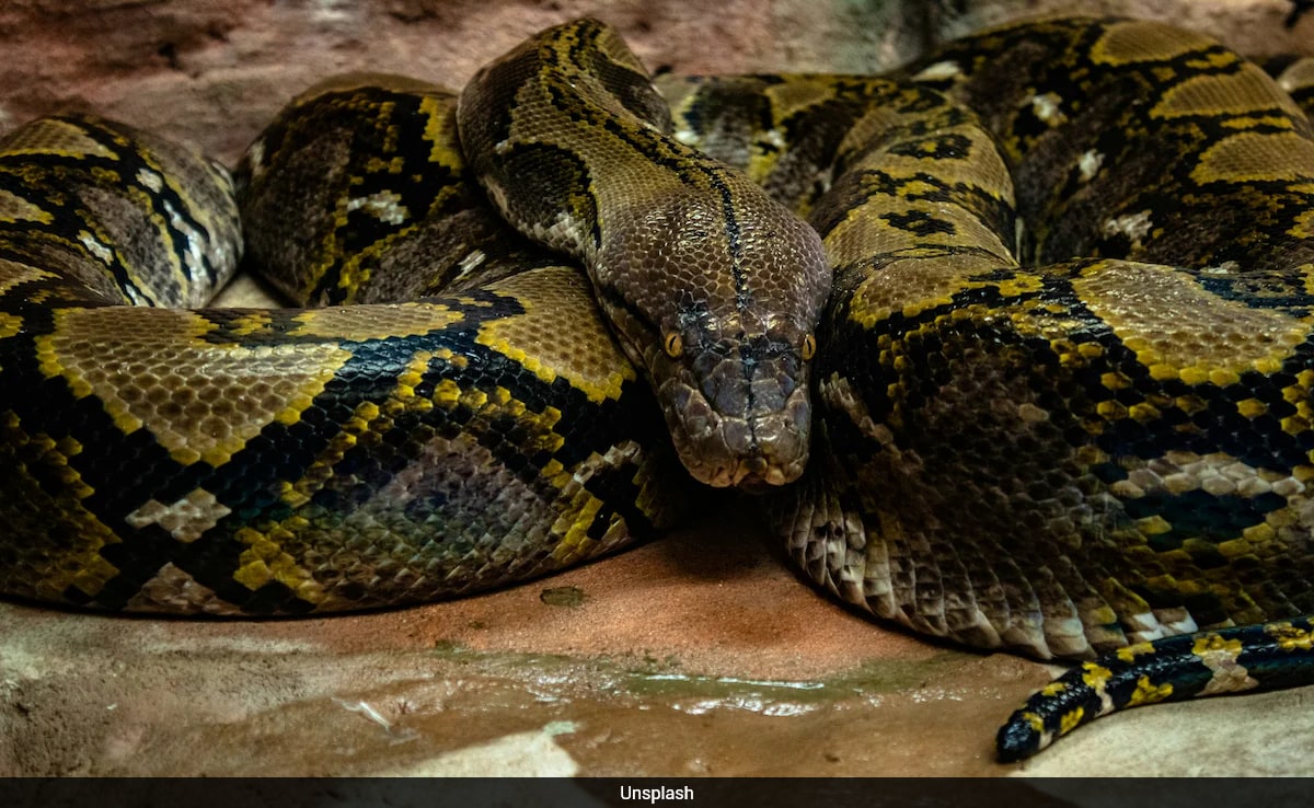 Nature's Secret Weapon: How Python Blood Could Revolutionize Weight Loss