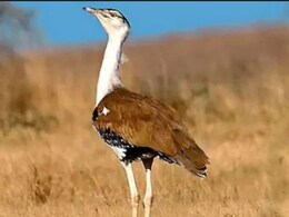 राजस्थान में AI तकनीक से रामदेवरा में जन्मा इस साल का पहला गोडावण चूजा, जैसलमेर में संख्या पहुंची 73