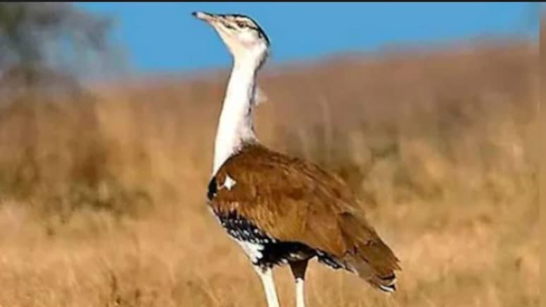 राजस्थान में AI तकनीक से रामदेवरा में जन्मा इस साल का पहला गोडावण चूजा, जैसलमेर में संख्या पहुंची 73