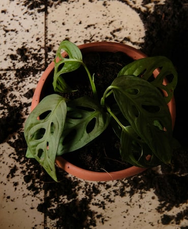 7 Tips For Repotting House Plants