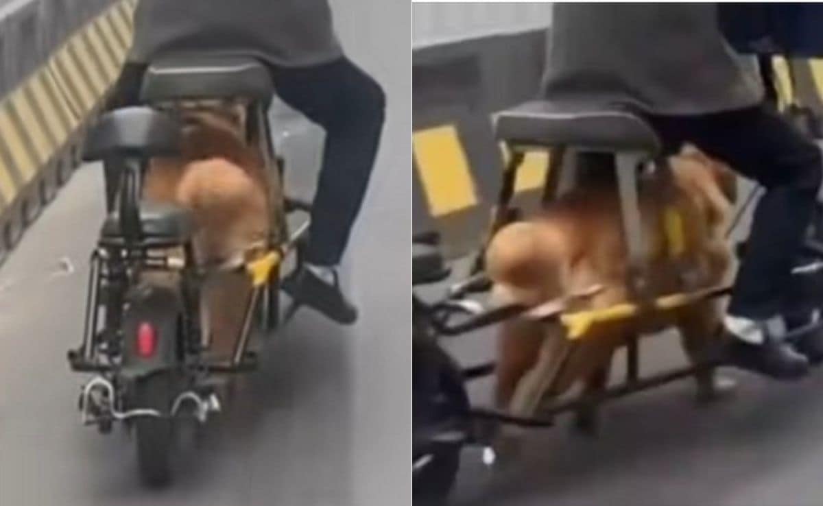 Online Backlash Grows Over Chinese 'Dog-Powered' Electric Bike