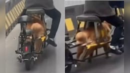 Online Backlash Grows Over Chinese 'Dog-Powered' Electric Bike