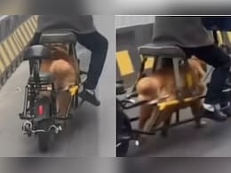 Online Backlash Grows Over Chinese 'Dog-Powered' Electric Bike